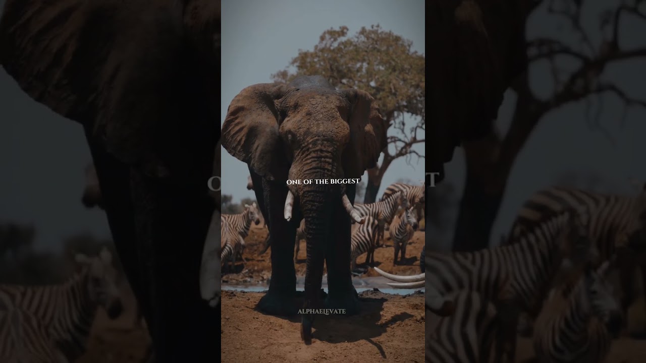 Mentality & Discipline for Success🔥