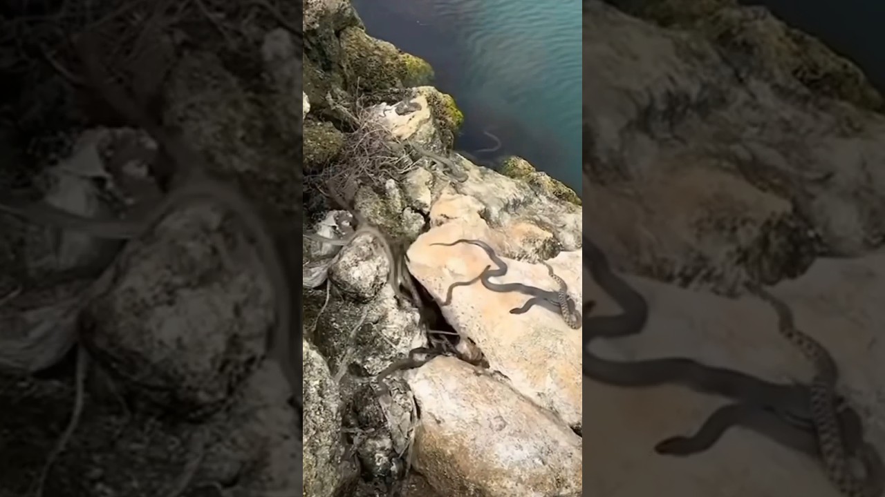 Snake Island in Brazil π Nature's Hidden Gem