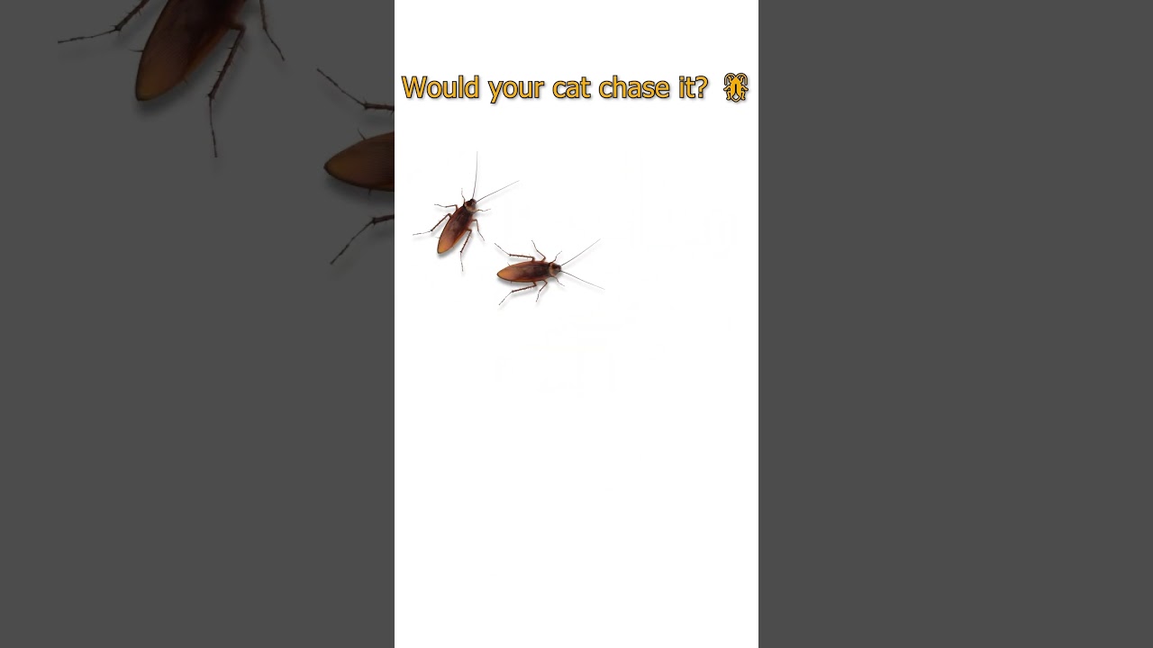 Fast Cockroach Running! 🪳 Cat's Favorite Bug