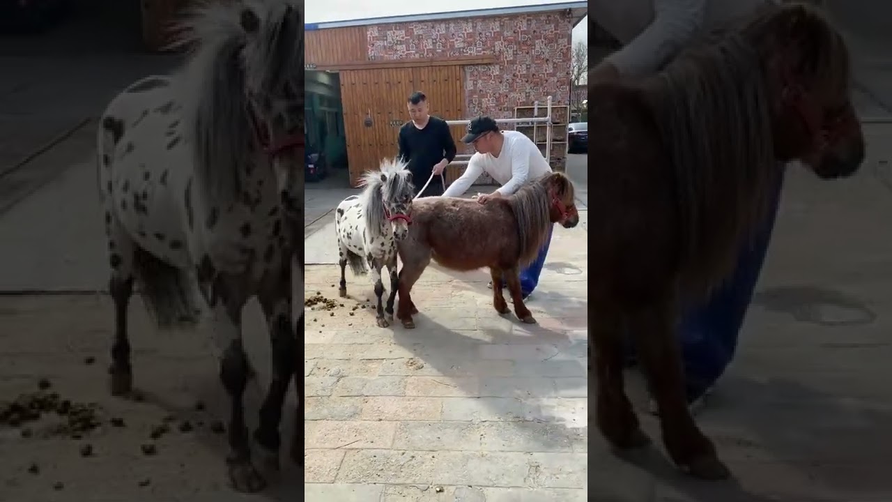 Cute Small Horse Breeding Season 🐴