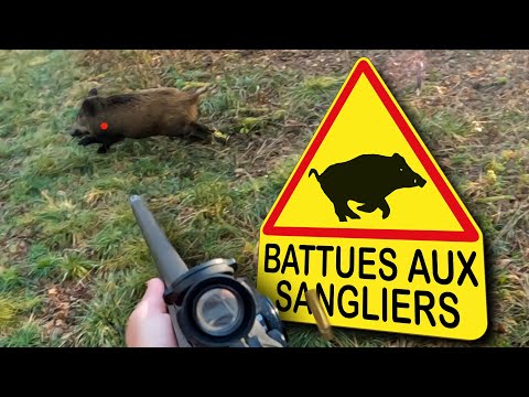 Battues aux SANGLIERS – Un enchaînements d’actions inoubliables !