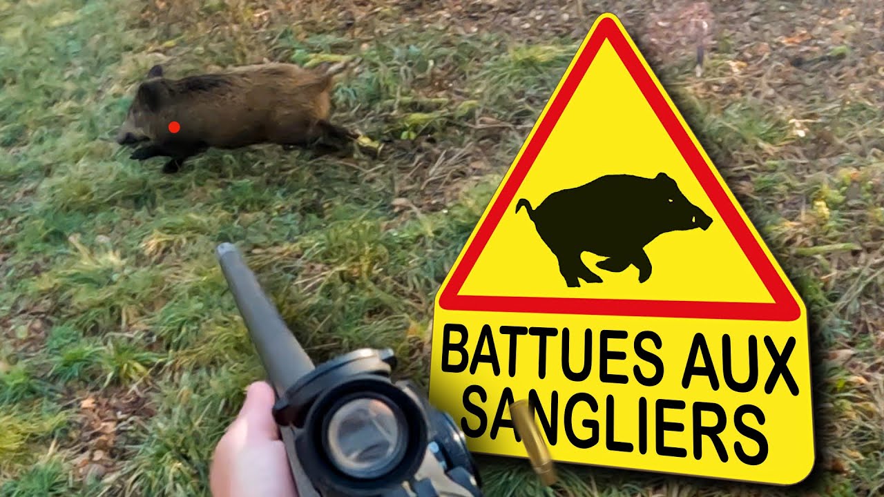 Battues aux Sangliers : Des Actions Inoubliables pour Clôturer la Saison 2024-2025 🦌