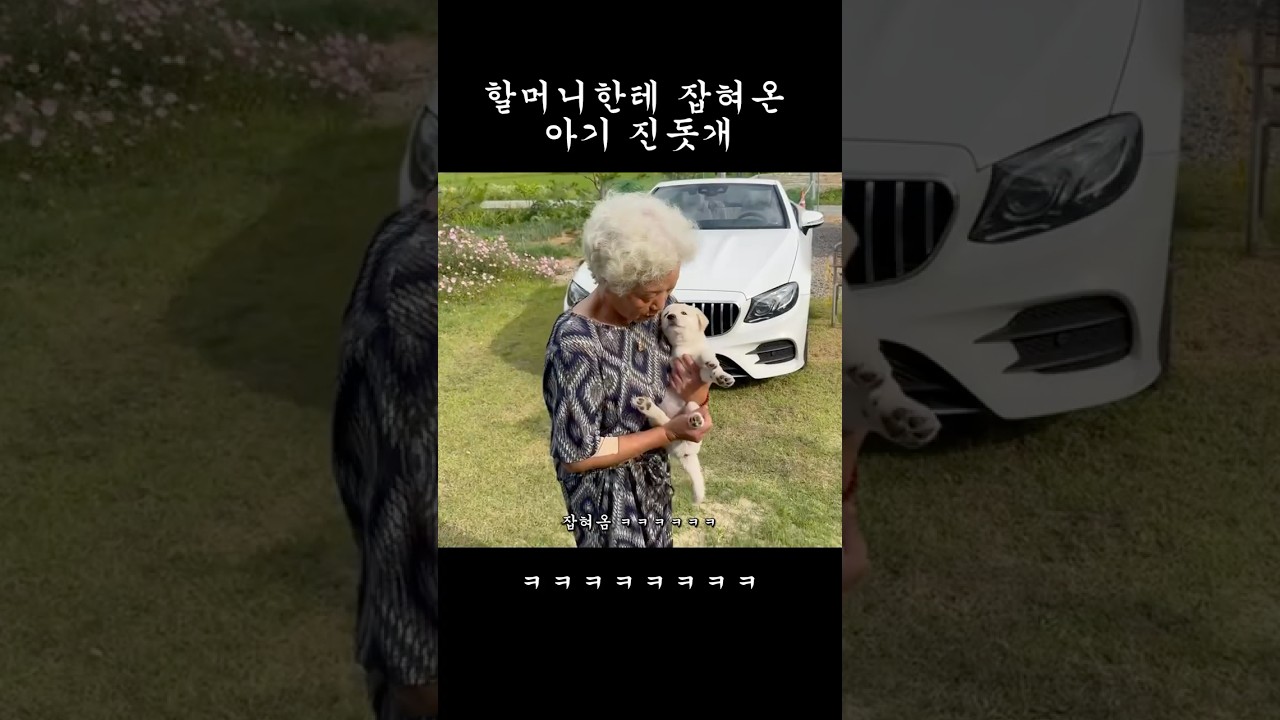 할머니 품에 안긴 귀여운 진돗개 🐶