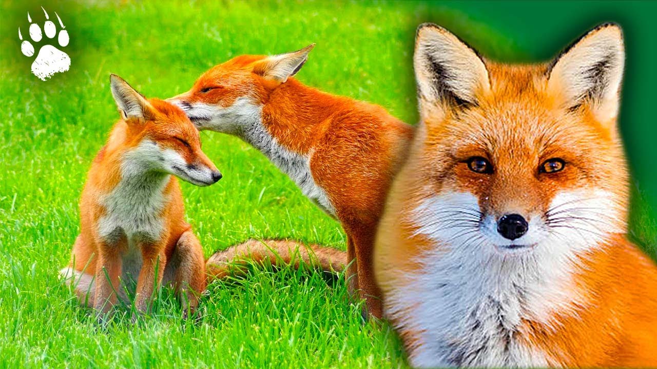 La Loire sauvage : la faune du fleuve en HD