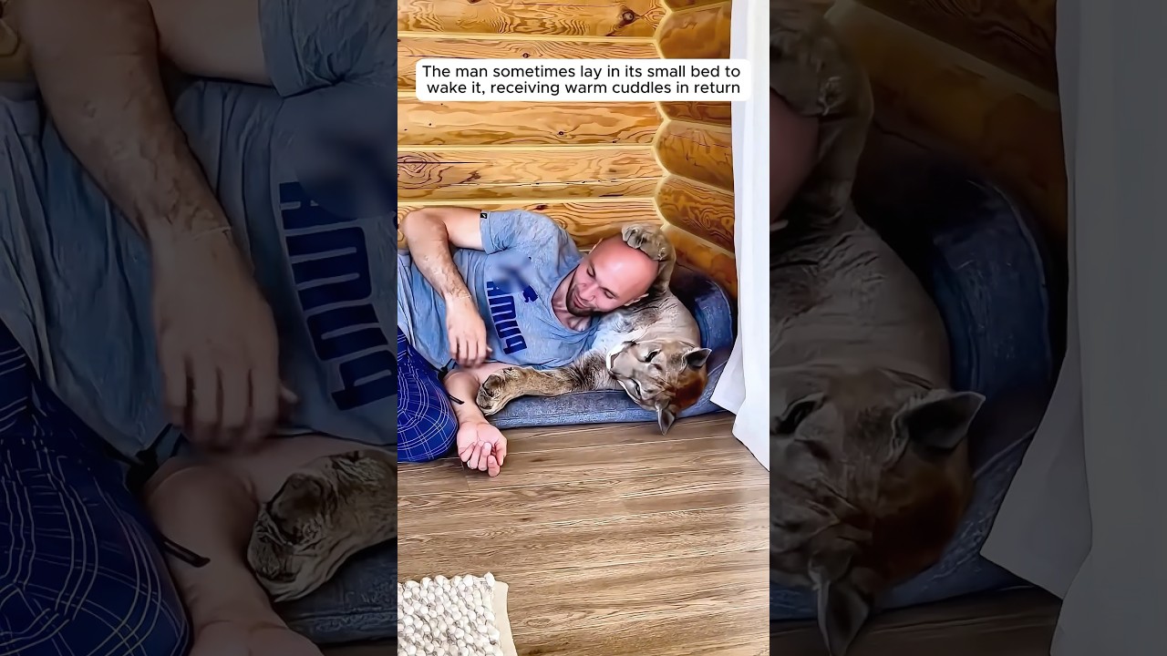 Man Saves & Raises Mountain Lion with Love 🦁