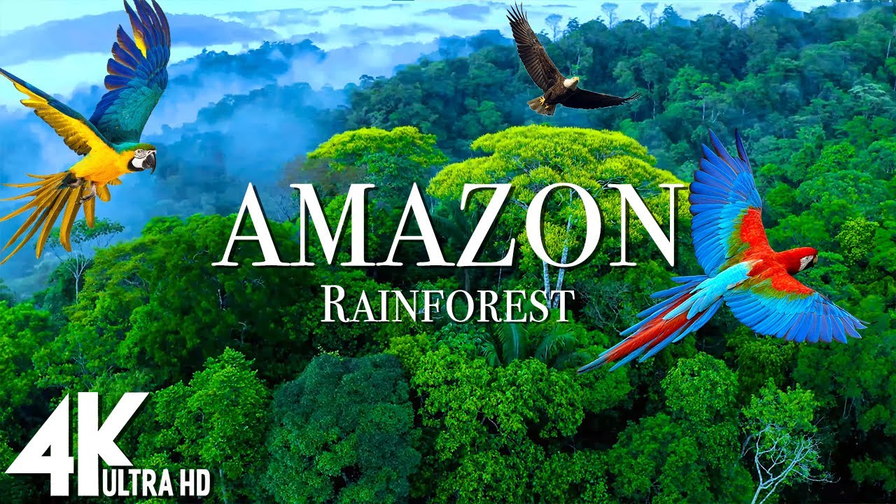 Amazon Rainforest 4K UHD | The World’s Largest Tropical Jungle with Calming Music