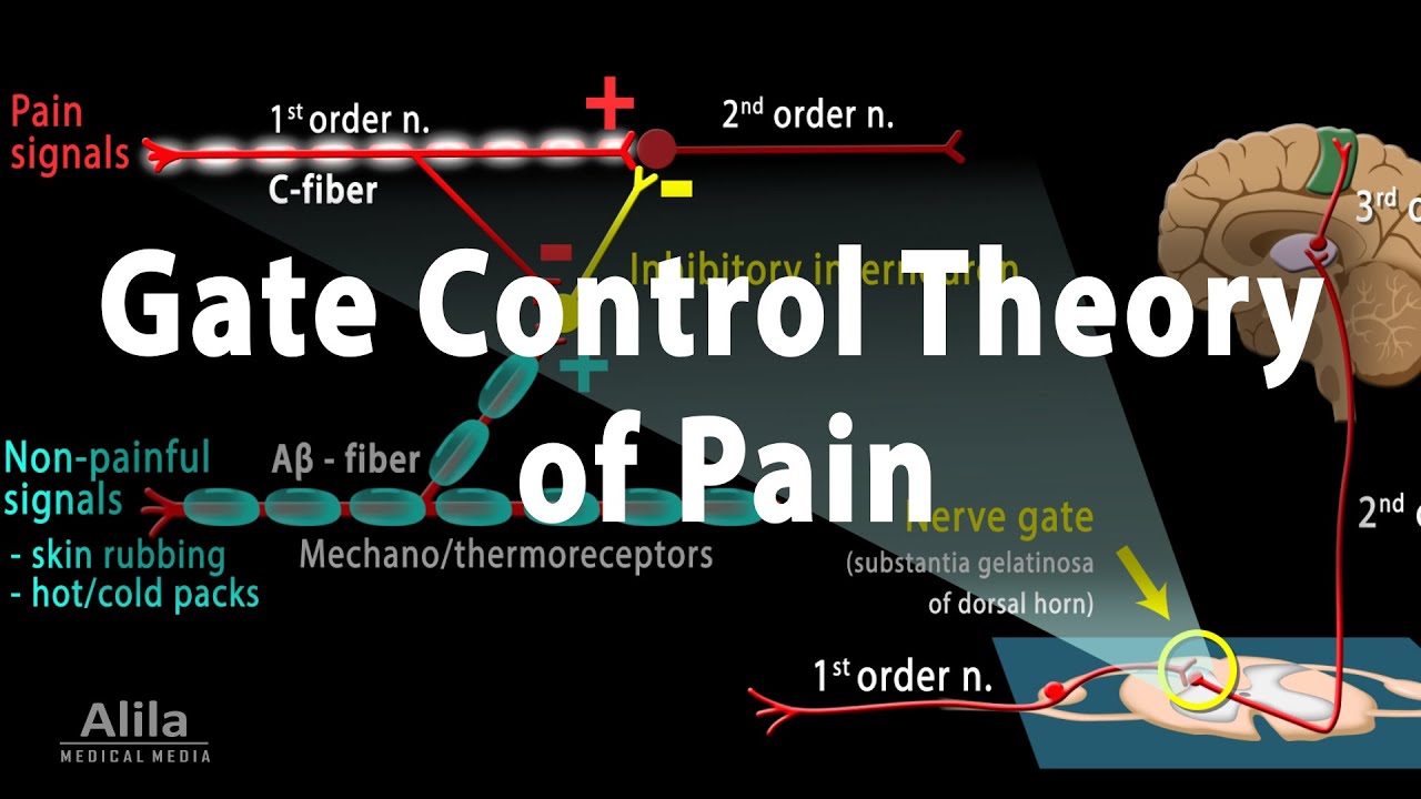 Gate Control Theory of Pain Animation 🛑