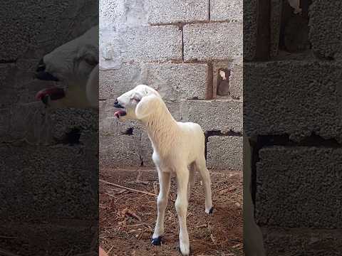 صوت خروف صغير 🐑❤️