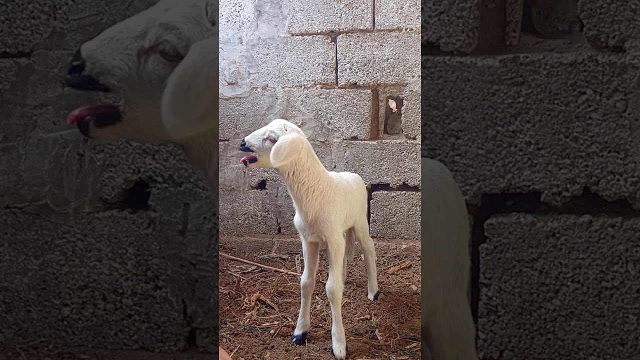 استمتع بصوت خروف صغير adorable 🐑❤️