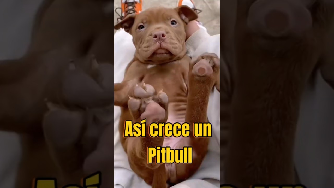 Crecimiento de un Pitbull: De cachorro a adulto 🐶