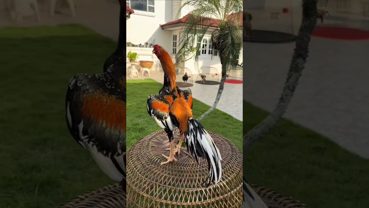 Shamo Cross Thailand Rooster π