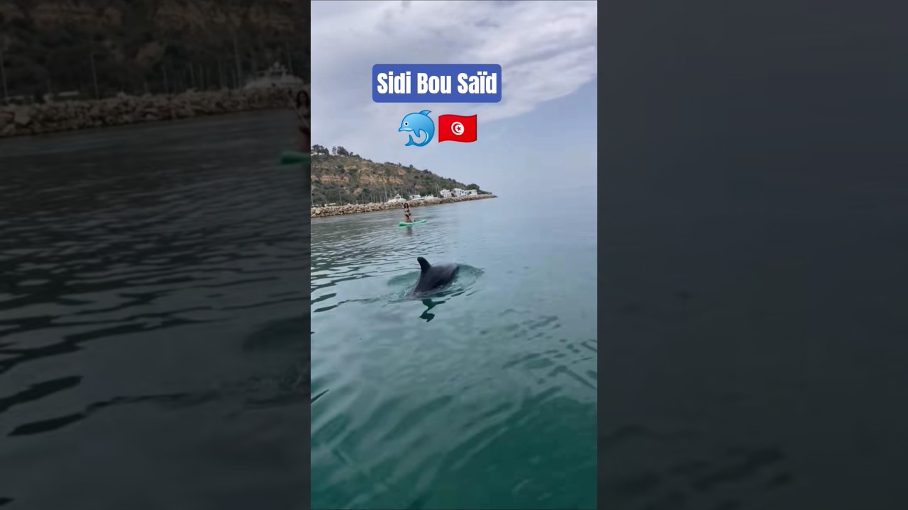 Dolphins in Sidi Bou Saïd 🐬🇹🇳