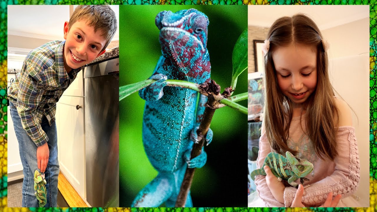 Amazing Chameleons 🦎 Fun Facts for Kids