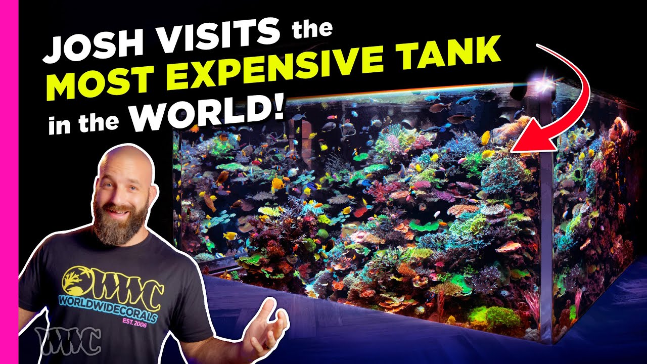 Josh Tours the World’s Most Expensive Aquarium Tank 🐠