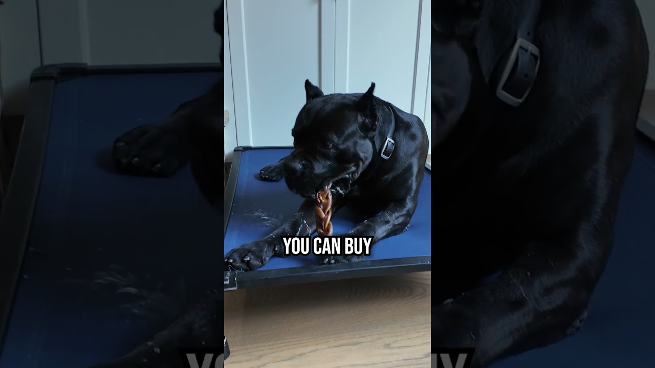 Top 5 Essential Dog Training Tools You Can’t Do Without 🐶