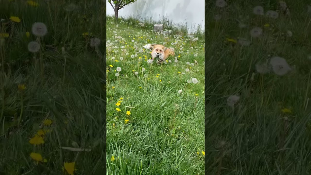 Happy fox