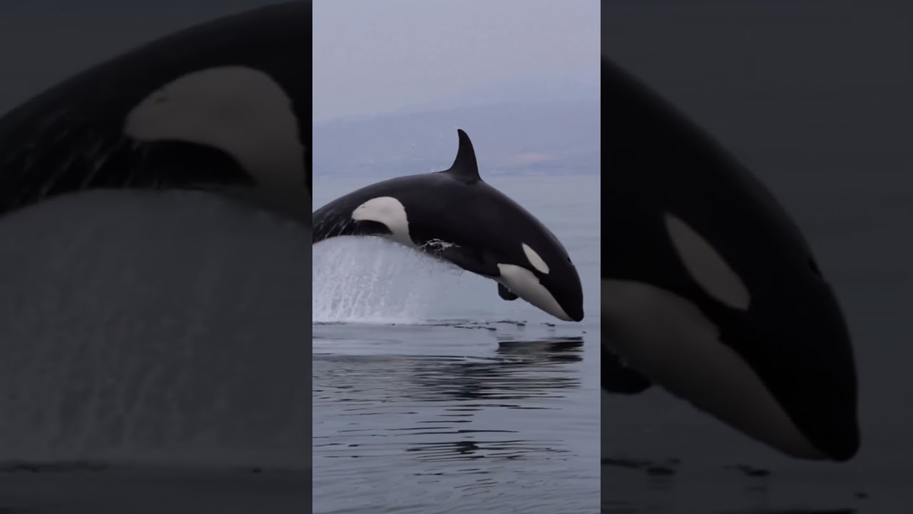 Orca Saltando Fora da Água Enquanto Caça Golfinhos 🐋