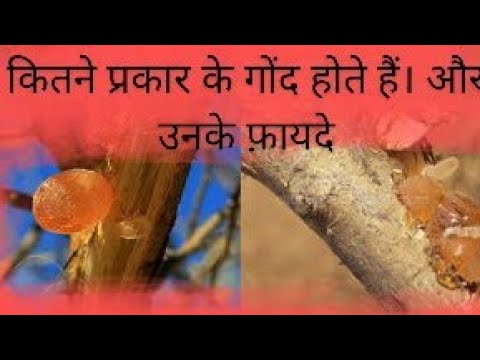 कितने प्रकार के गोंद होते है ? अलग अलग गोंद के फायदे #ediblegum #benefits#krishnaprachi