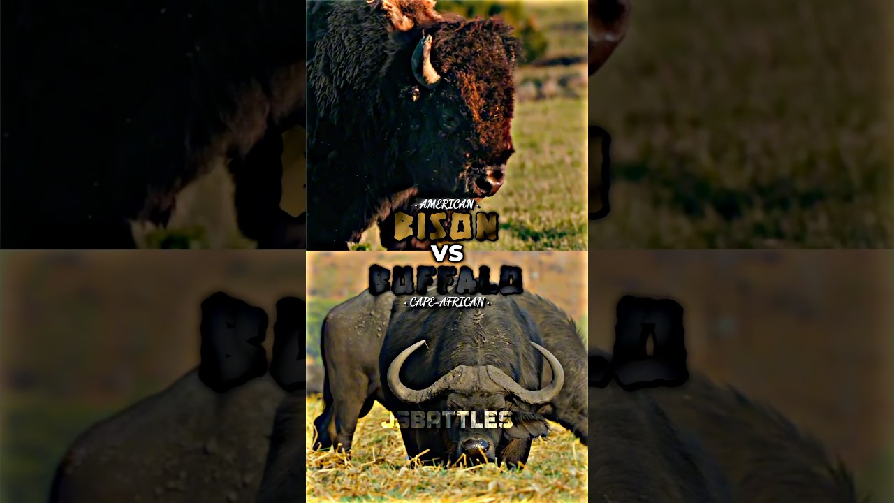 Bison vs Cape Buffalo: Key Differences π