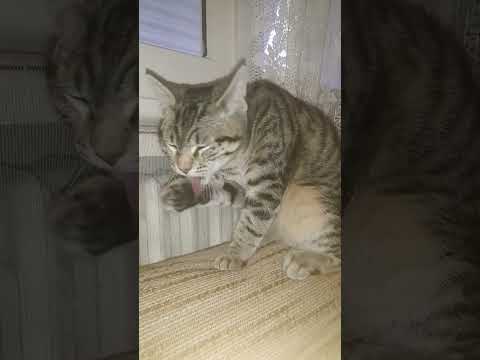 La sciatemi lavarmi la facciaGli sciatemi lavano il viso