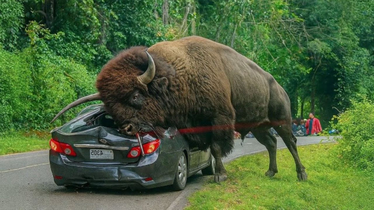 50 Amazing Animal Moments Caught on Camera 🐾