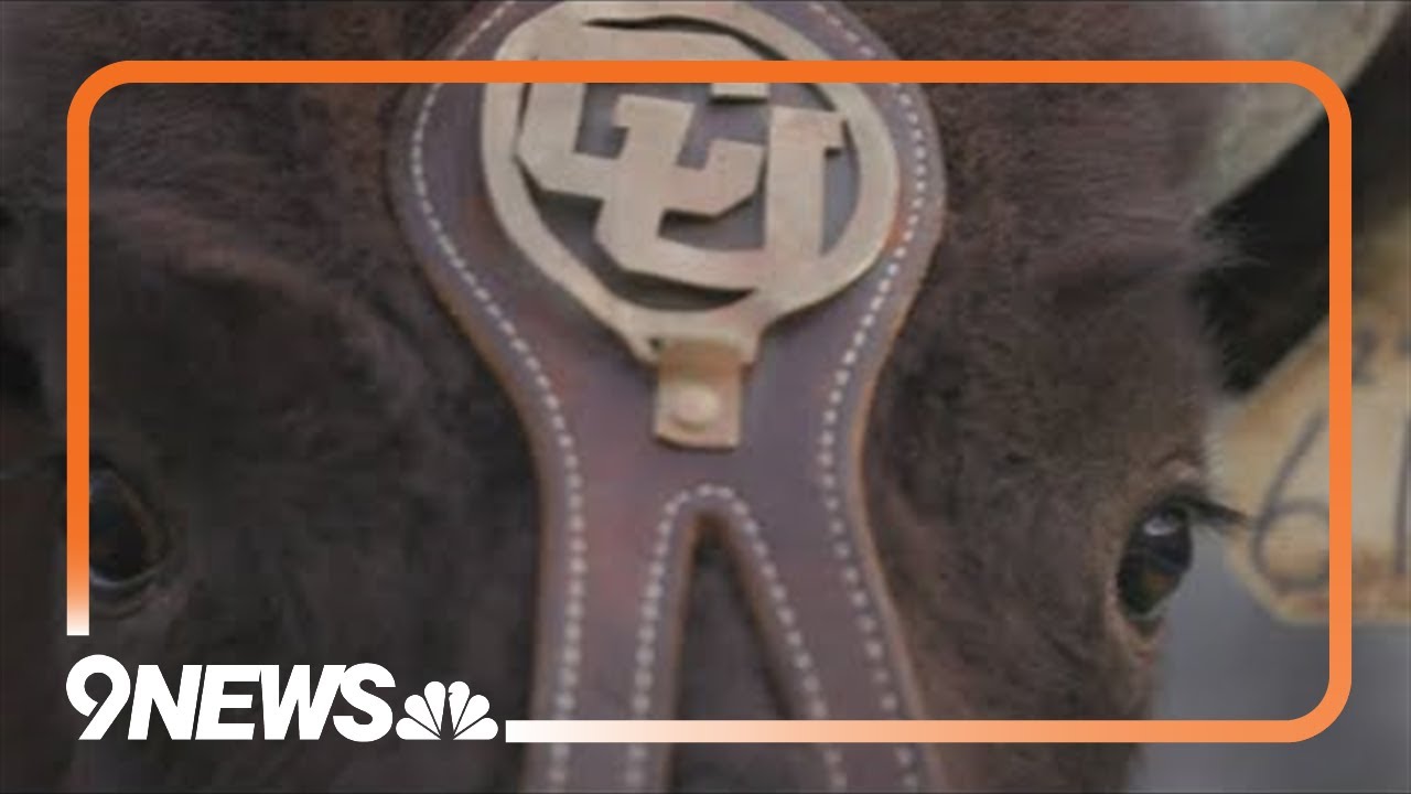 Ralphie VII introduced as new University of Colorado mascot