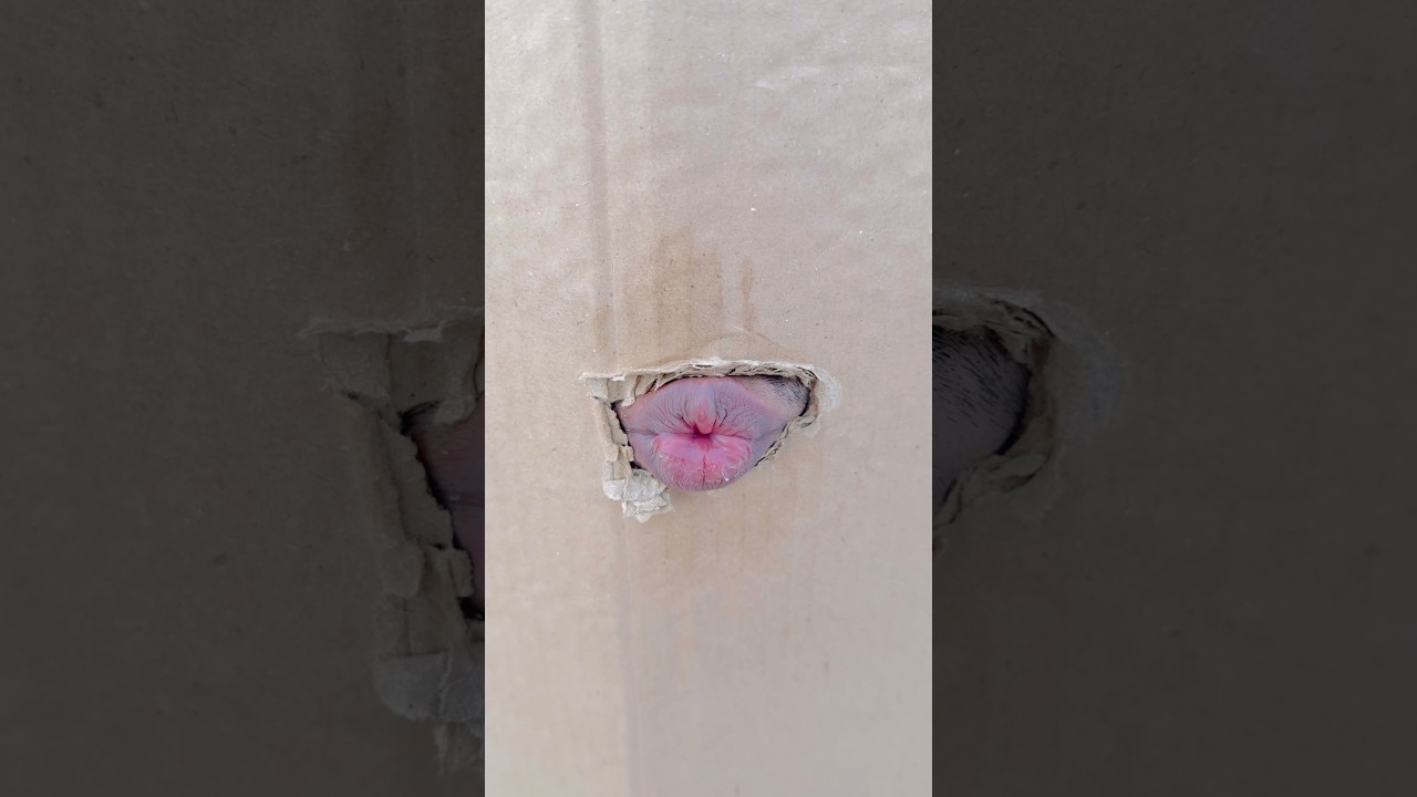 Mummy's Delicious Round Roti Recipe 🍽️ #Shorts