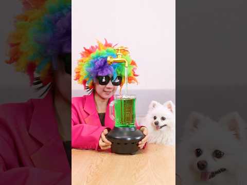 Dog reveals the secret magic #nico #smartnico #funny #fyp #puppy #magic