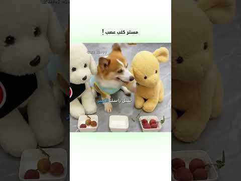 🗣️ مستر كلب عصب 😂 | #دبلجة_مضحكة #اكسبلور #السعودية #دوبلاج #my_kingo #shorts