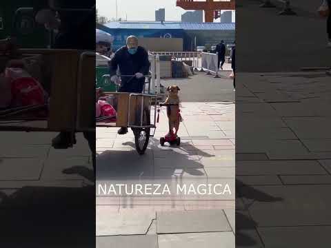 CARAMELO se exibindo  LINDO #cachorro #amizade  #animals