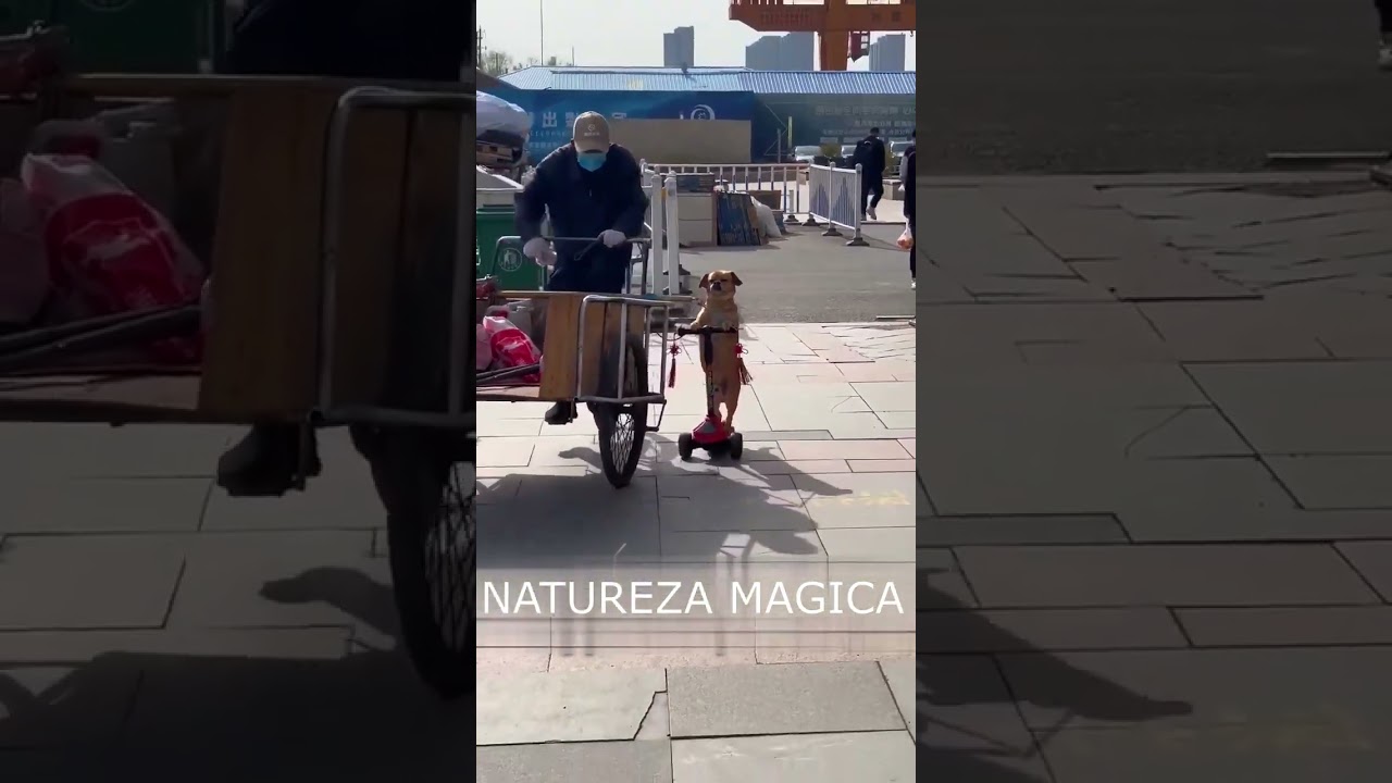 Caramelo Mostrando Seu Encanto 💖 | Adoção, Amizade e Aventura Animal