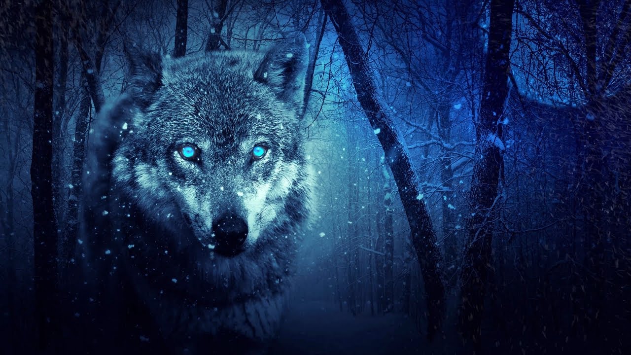 8-Hour Night Wolves Howling ๐