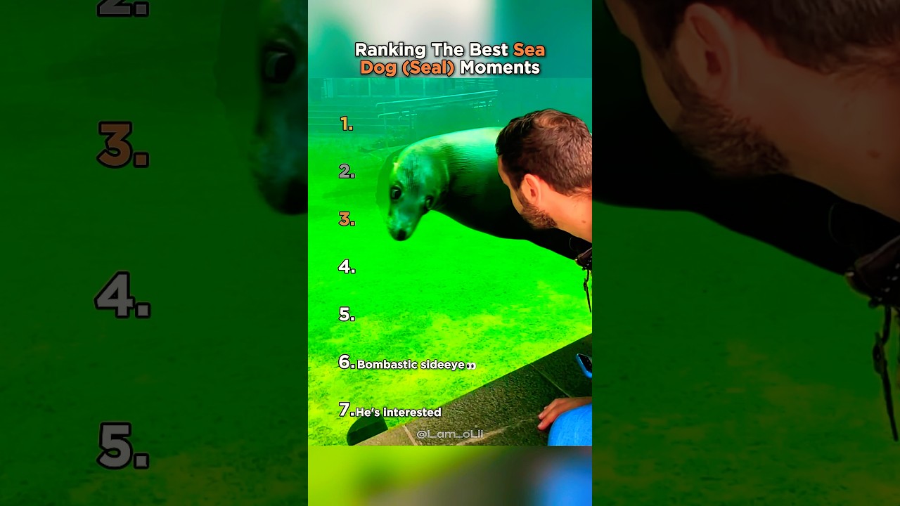 Top 7 Hilarious Sea Dog Moments π