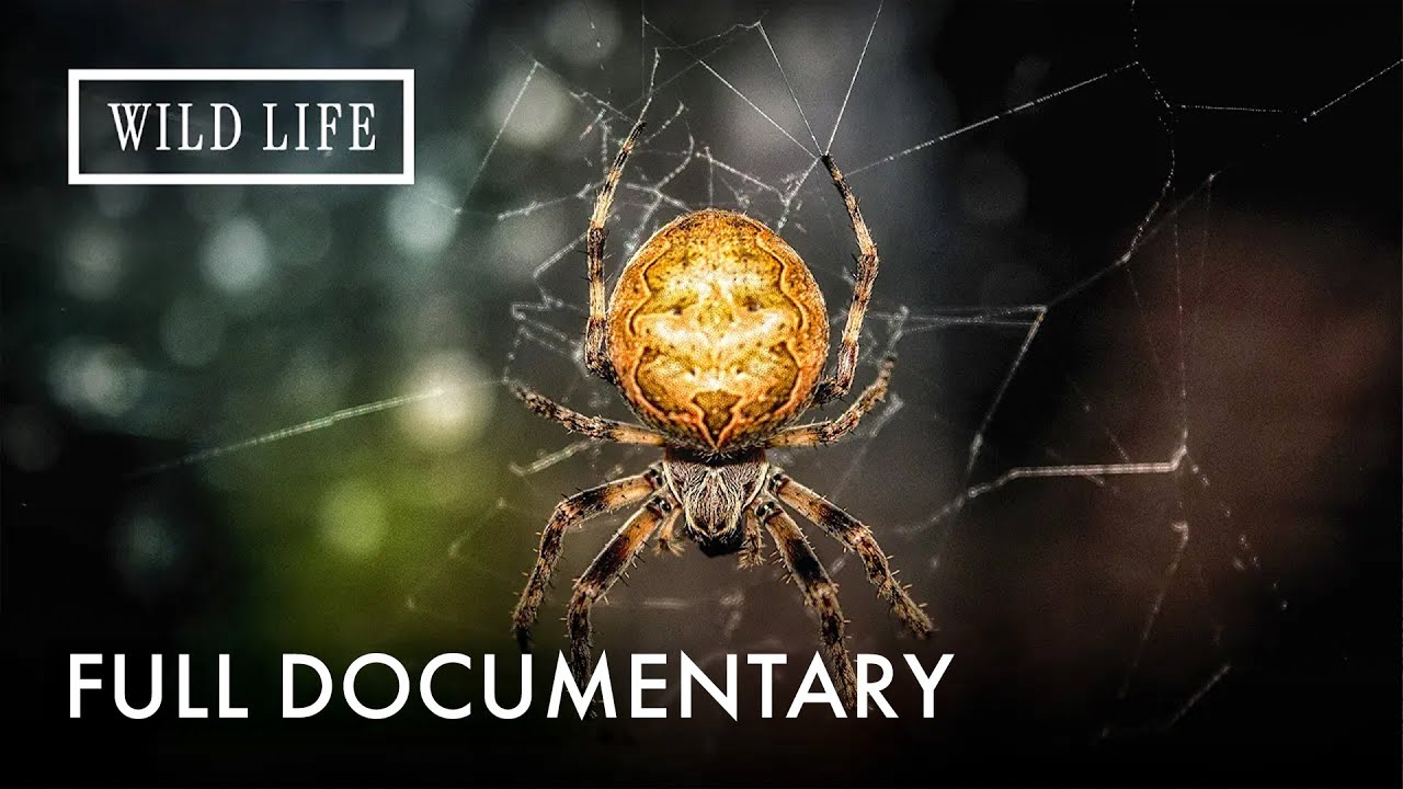 Are These the Most Venomous Spiders? 🕷️ | Full Documentary