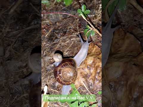 #счастье #мудрыеслова #цитатыосмысле #любовь #цитатыпрожизнь #мелодиядуши