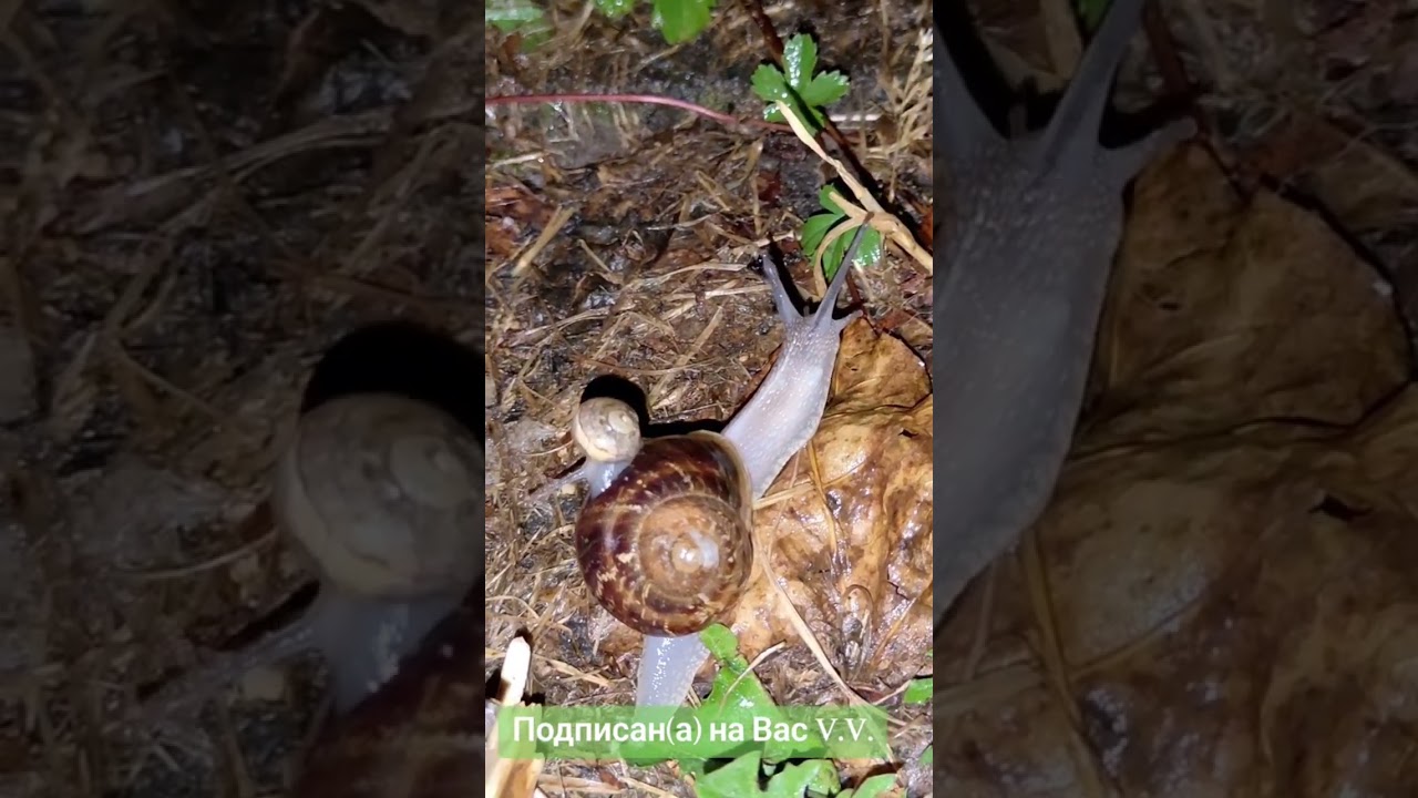 Мудрые слова о счастье и любви ✨