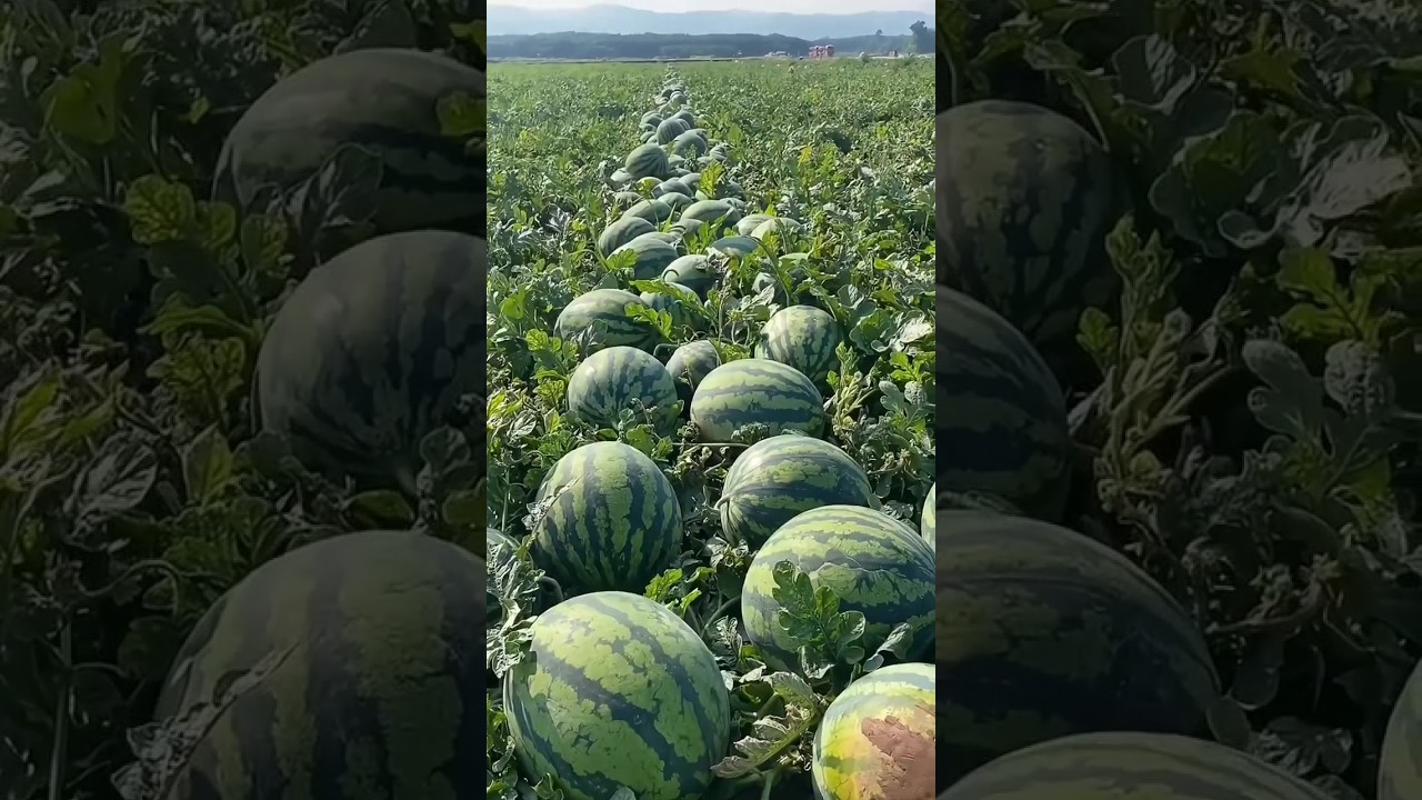 Most Expensive Japanese Black Watermelon 2023 🍉