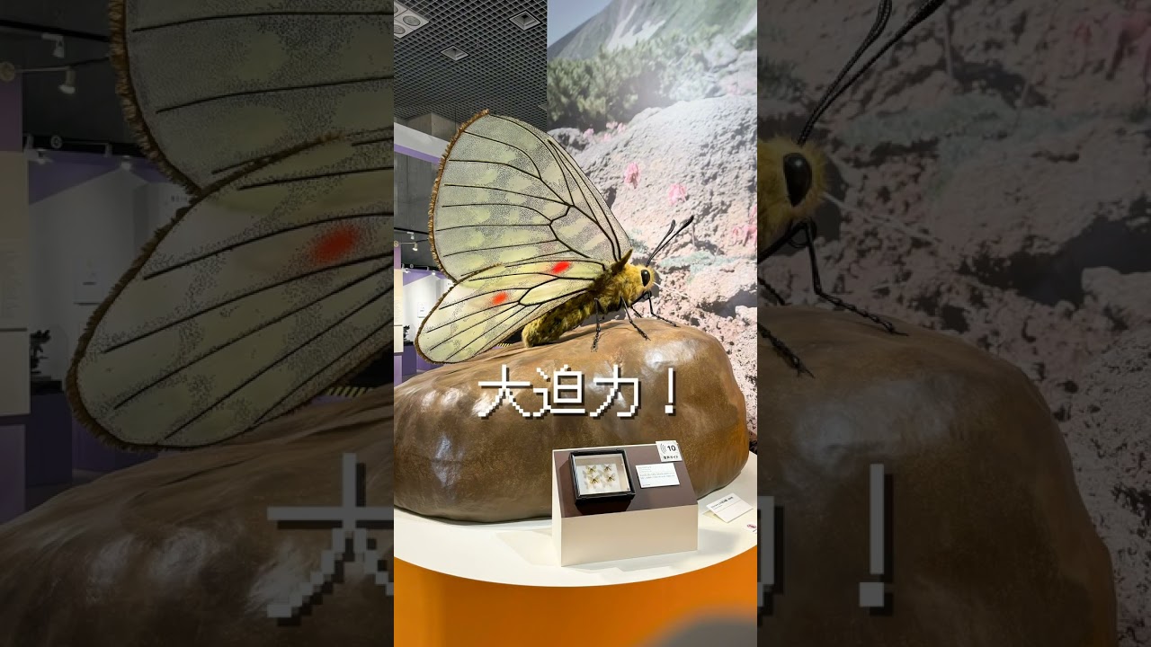 上野の国立科学博物館で昆虫展『昆虫 MANIAC』開催！🔍 2024年7月13日〜10月14日