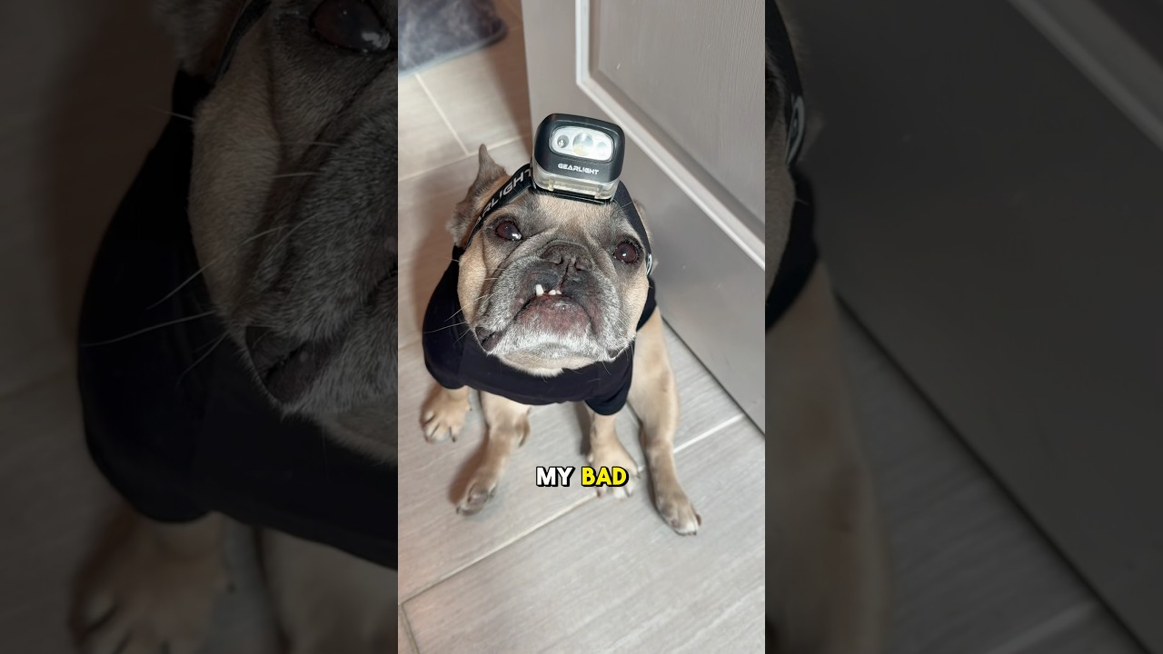 He Did His Best! ๐ถ #DogParents #Colorblind