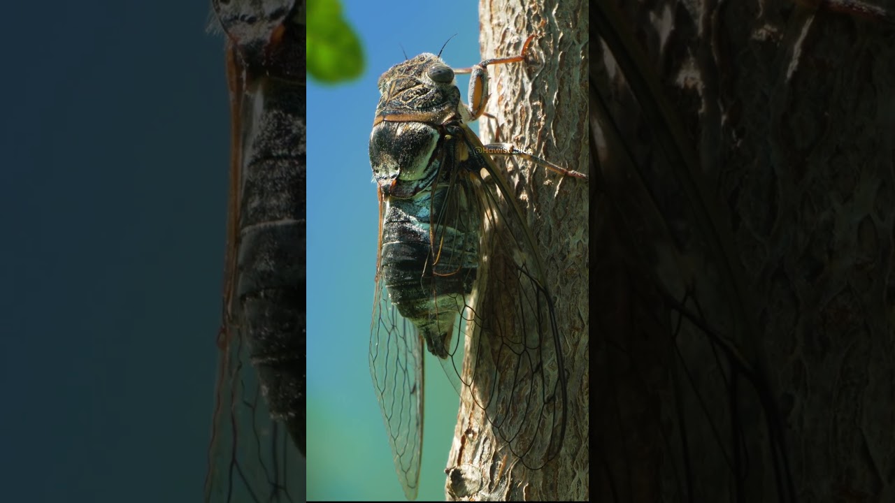 Cicada's Loud Call 🦗