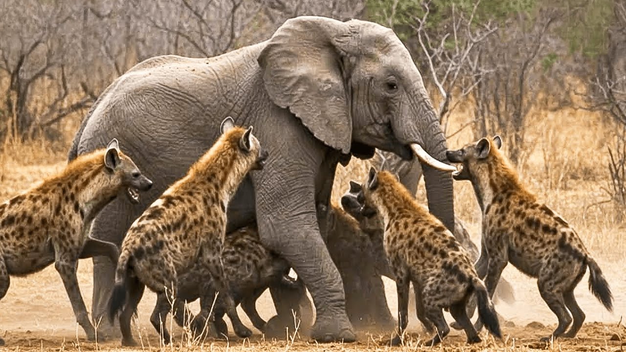 Wild Hyena Attacks Caught on Camera 🦁