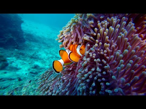 CLOWNFISH and Anemone