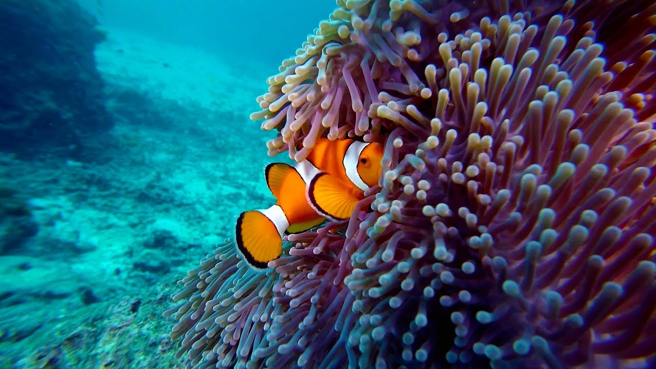Discover the Amazing Clownfish & Anemone Family in Thailand 🐠