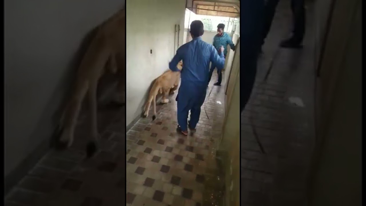 Lion Attack on Man: A Harrowing Encounter