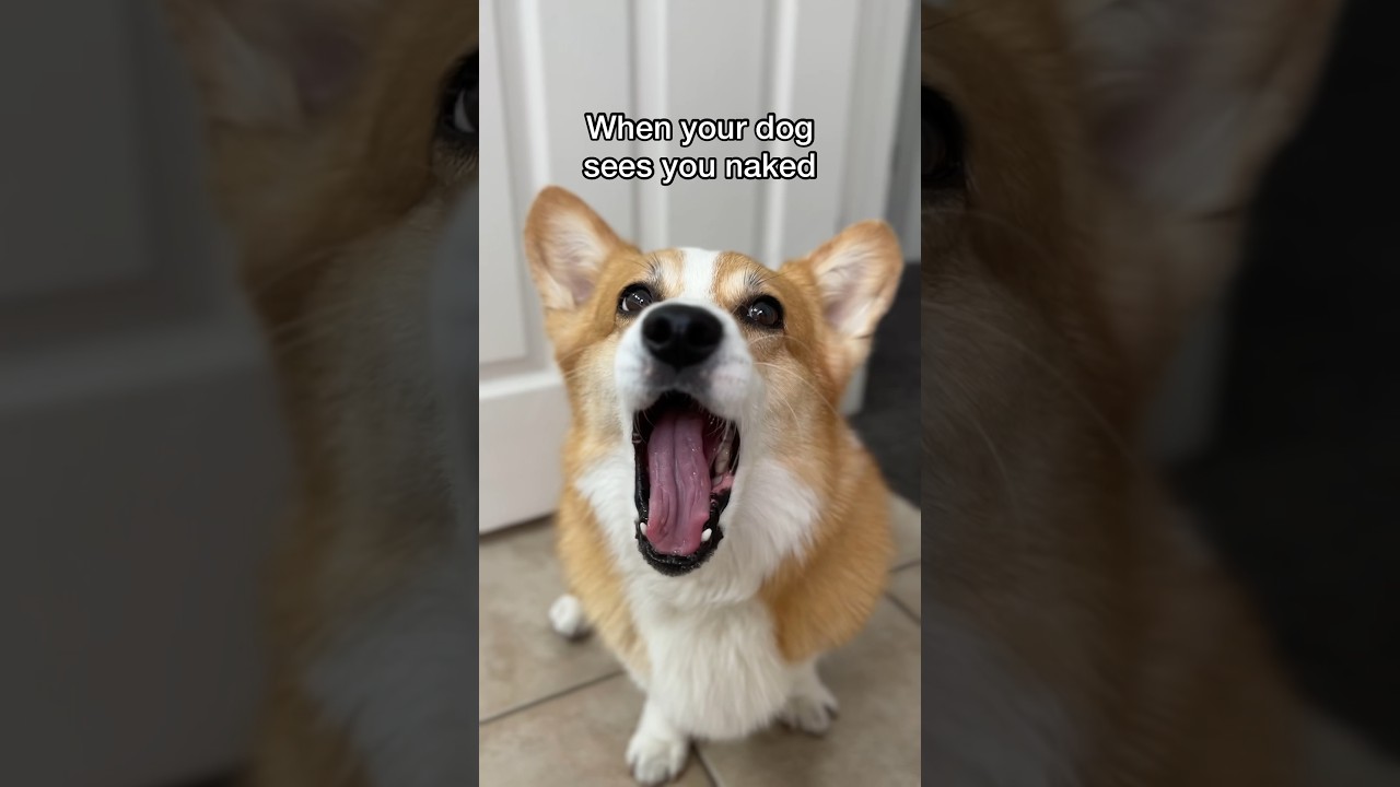 Traumatized Corgi 🐶