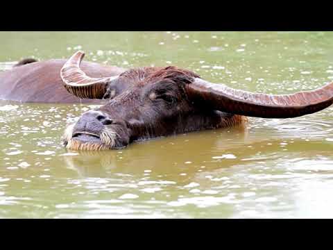 Wild Water Buffalo: Giants of Southeast Asia ๐