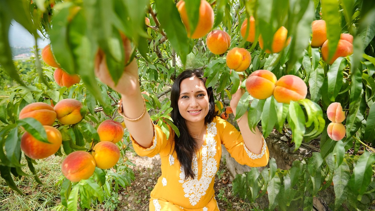 Harvesting Organic पहाड़ी आडू(Peach) 🍑 of Himachal Pradesh in Kullu Manali || पहाड़ी आडू की चटनी 😋