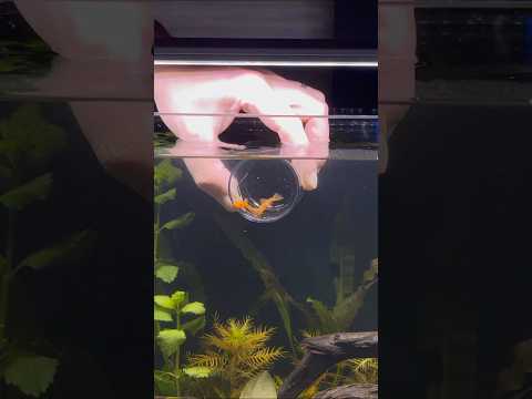 The Internal Organs of a Pleco Fish! #aquarium #aquascapelowtech #aquascape