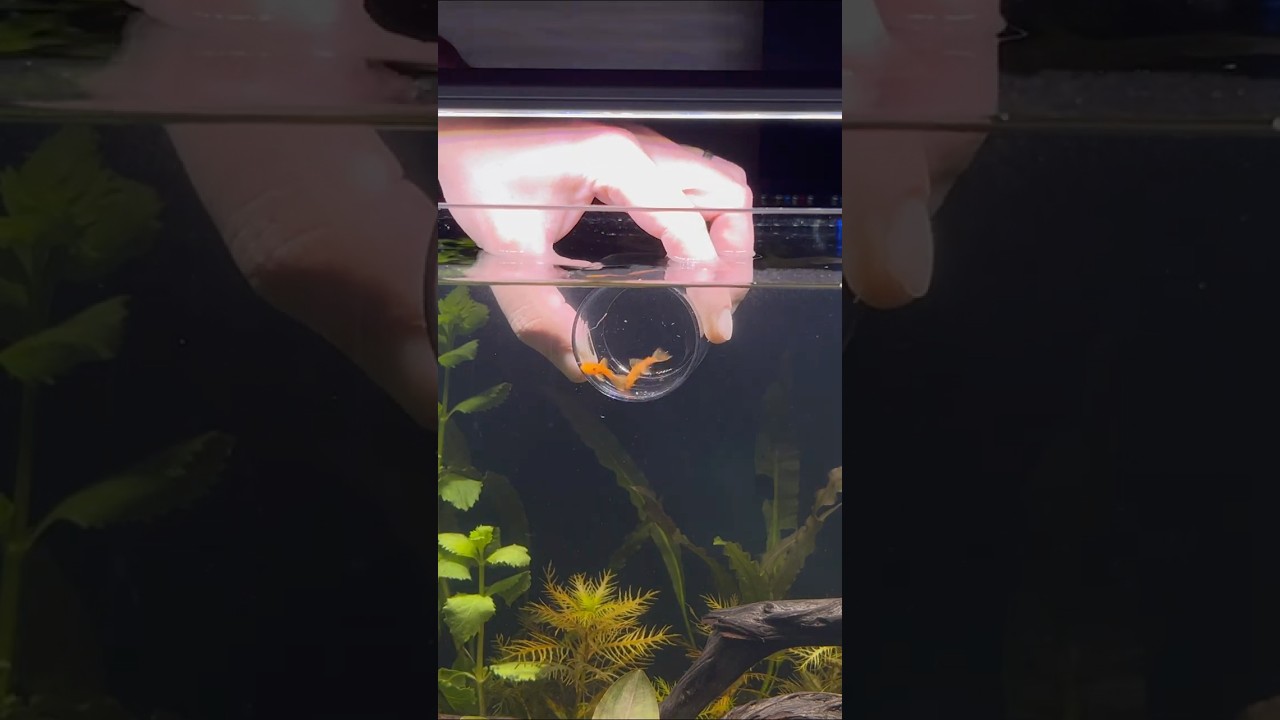 Discover the Internal Organs of a Pleco Fish 🐟 | Aquarium & Aquascape Insights