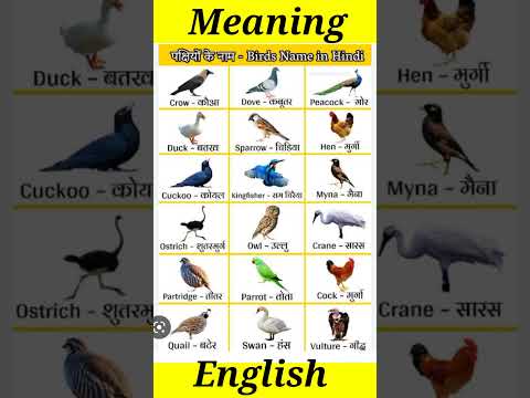 Birds Name in Hindi & English | рдкрдХреНрд╖рд┐рдпреЛрдВ рдХреЗ рдирд╛рдо рд╣рд┐рдиреНрджреА рд╡ рдЕрдВрдЧреНрд░реЗрдЬреА рдореЗрдВ | Vocabulary | DSL | #shorts
